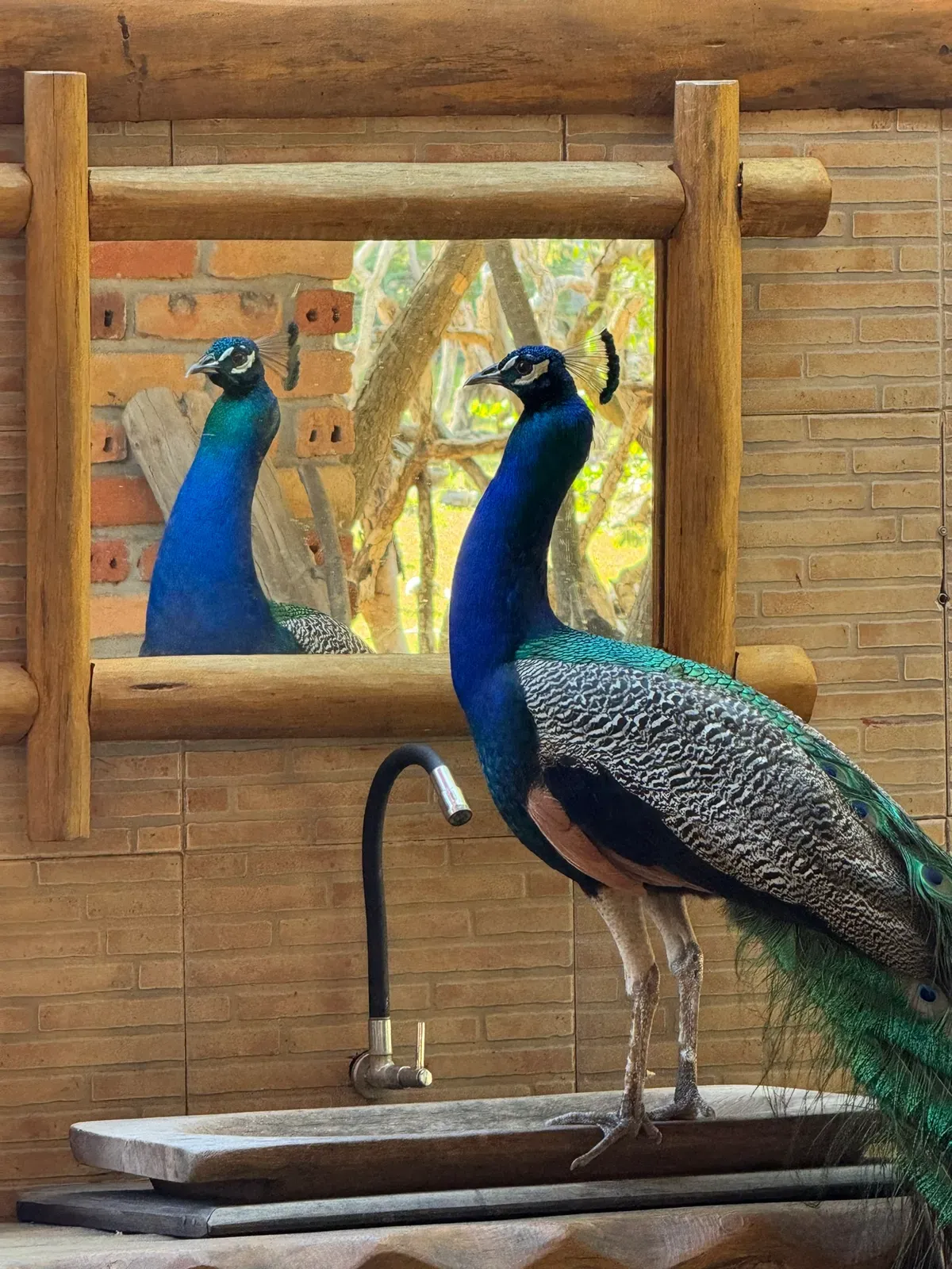 Pavão diante de um espelho com moldura de troncos, numa parede de tijolos do Rancho
