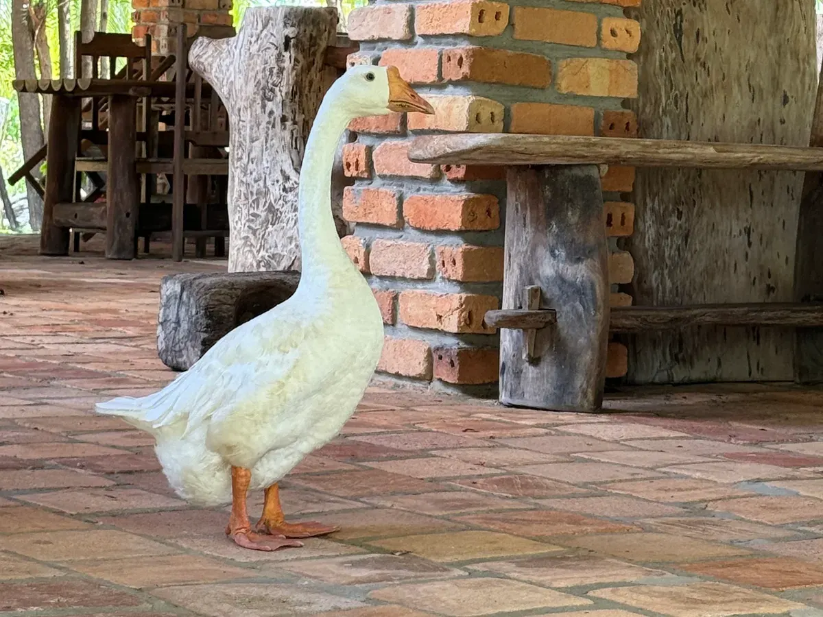 Ganso branco no salão do Rancho do Buna, ao lado de um pilar de tijolo
