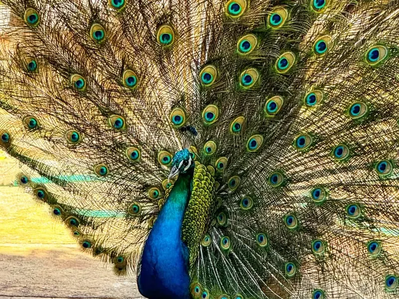 Pavão de cauda aberta no Rancho do Buna
