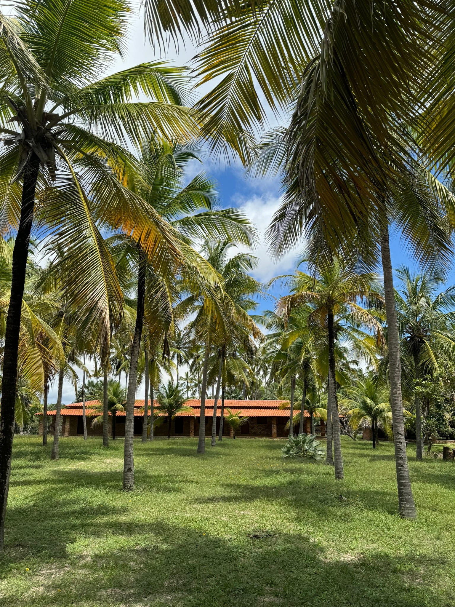 Coconut grove in Atins