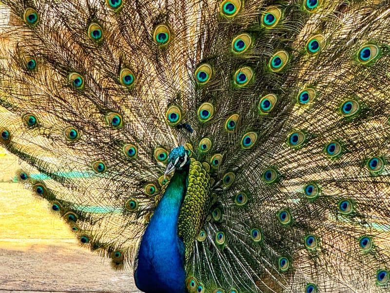 Pavão de cauda aberta no Rancho do Buna