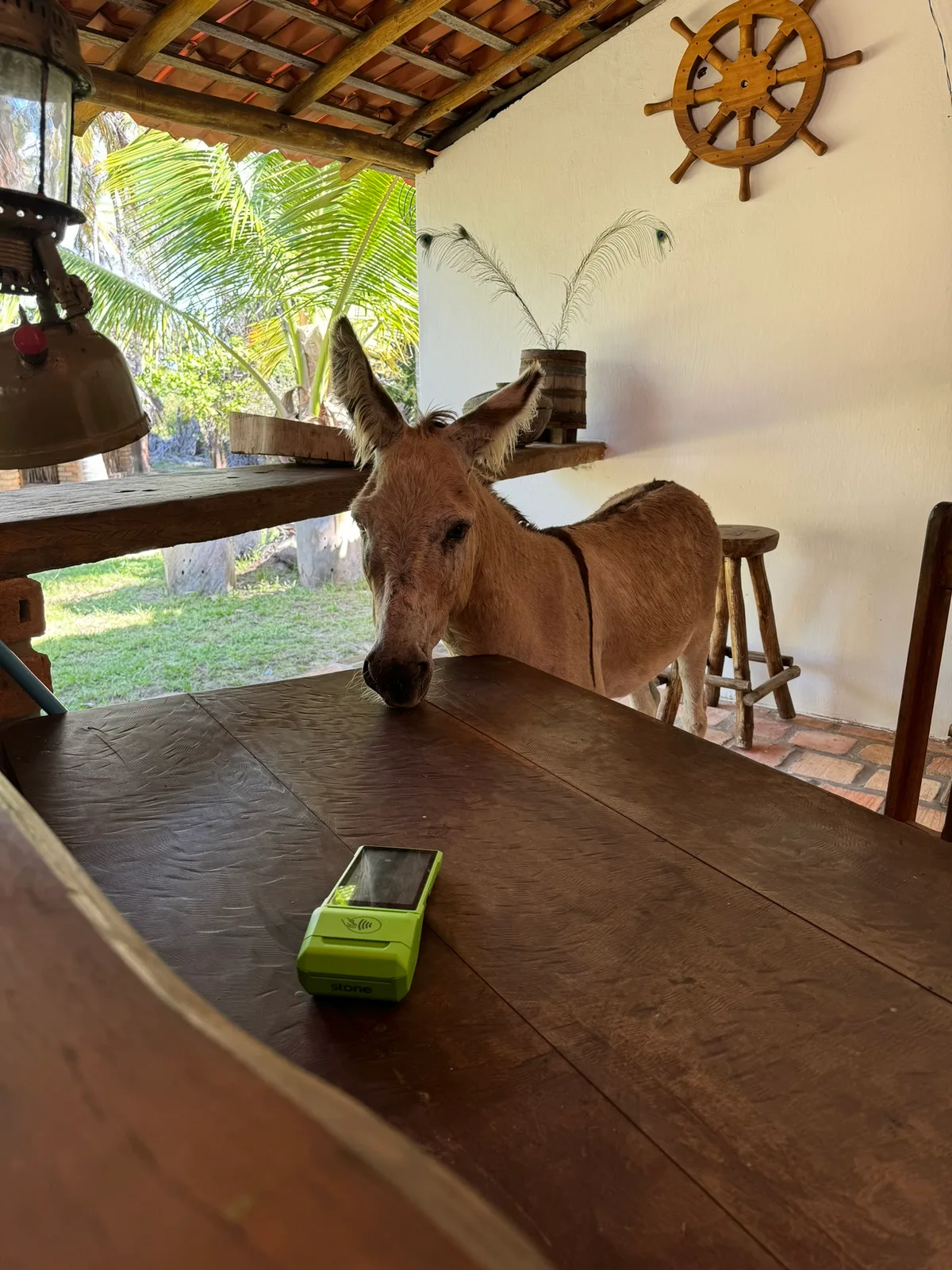 Donkeys at Rancho do Buna