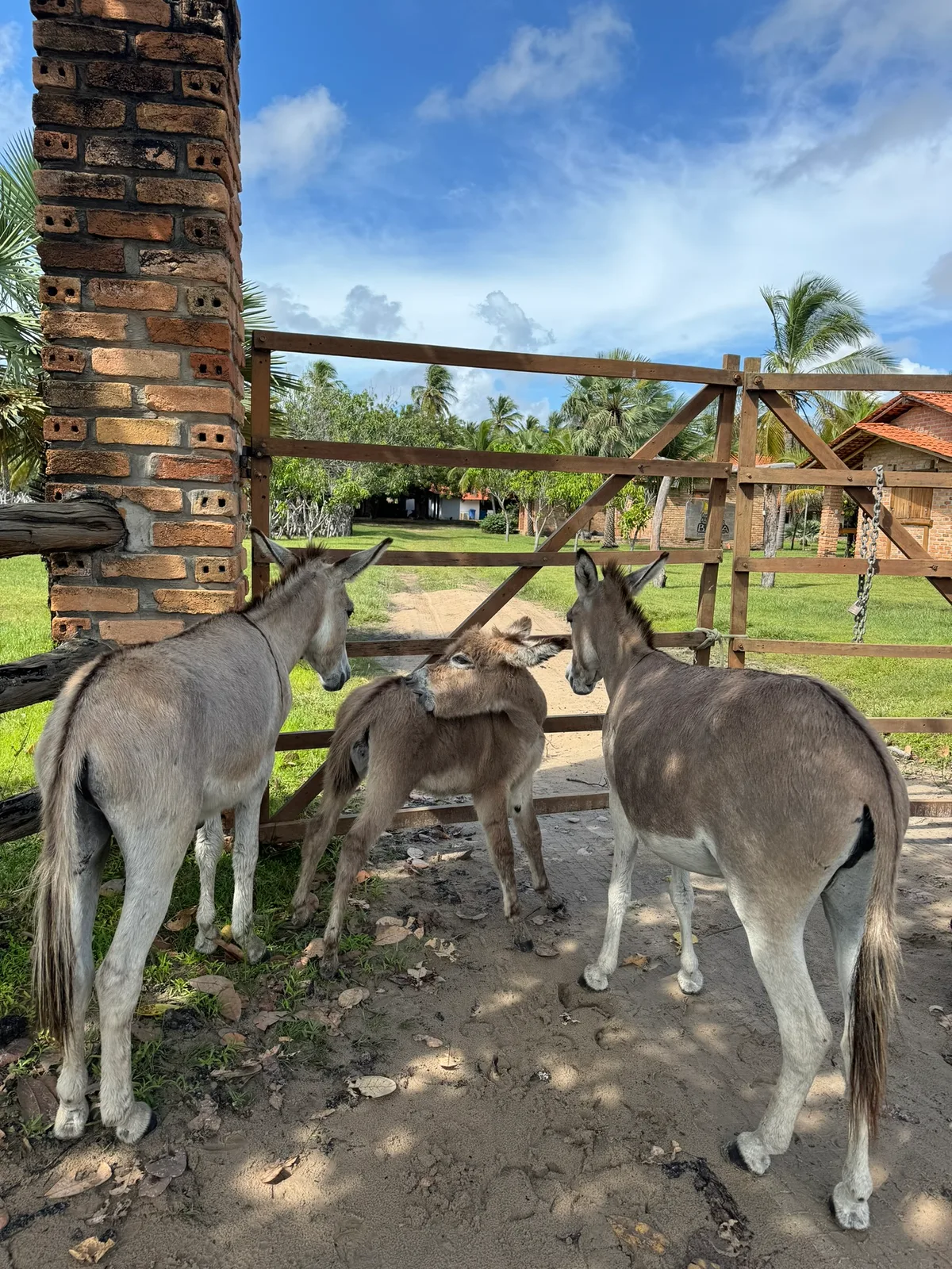 Donkeys at the ranch gate